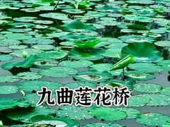 -大湾区中央湿地公园