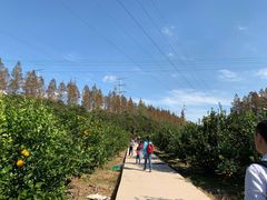 -上海长兴岛郊野公园