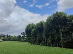 -万峰林风景区