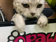 -安安宠医宠物医院·异宠·犬猫内科(岳阳分院)