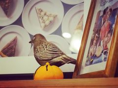 -Pie Bird(新闸路店)