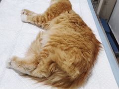 -灵美宠物诊所