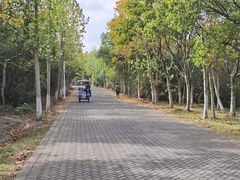 -上海海湾国家森林公园