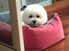 -1013 PET SHOP 宠物商店(近铁城市广场店)