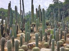 -深圳仙湖植物园