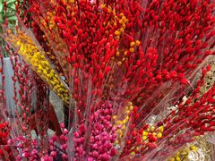 -桂林市花鸟市场