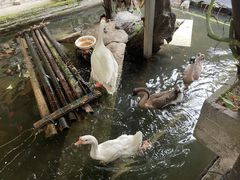 -优之名鹅城