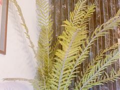 -Dragonfly悠庭·按摩Spa(静安嘉里中心店)