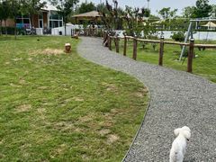 -爪吧宠物乐园·宠物泳池(温榆河示范区店)