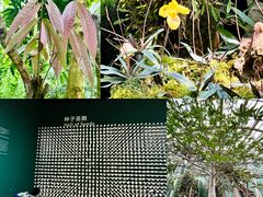 -昆明植物园