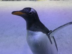 -芜湖新华联大白鲸海洋公园