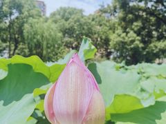 -陈家山荷花公园
