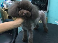 -宠伴小精灵宠物店(鼓楼店)