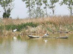 -盐城丹顶鹤湿地生态旅游区