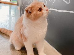 -瞄一喵猫咖(格力海岸店)