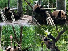 -都江堰中华大熊猫苑