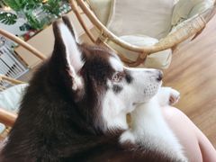 -Husky Go! 哈士奇体验馆·宠物咖啡厅狗咖