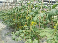 -上海多利农业发展有限公司