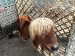 -萌宠亲子动物乐园(槐房万达店)