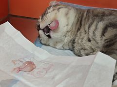 -瑞派福兴宠物医院犬猫全科·骨科·中西医结合(河东店)