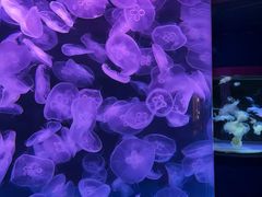 -左海海底世界