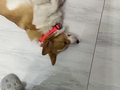 -宠福鑫康馨动物医院·骨科·眼科