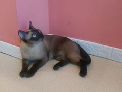 -藏猫猫咖啡主题馆(中央大道店)