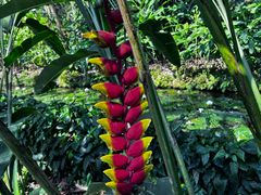 -中国科学院西双版纳热带植物园