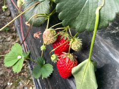 -胜丰草莓采摘园