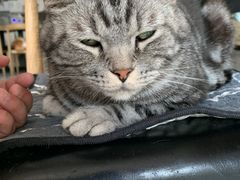 -平行世界·猫咖(首经贸店)