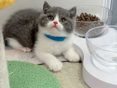 -糯米喵星人总部直营旗舰店·猫舍·幼猫出售