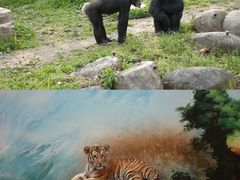 -上海野生动物园