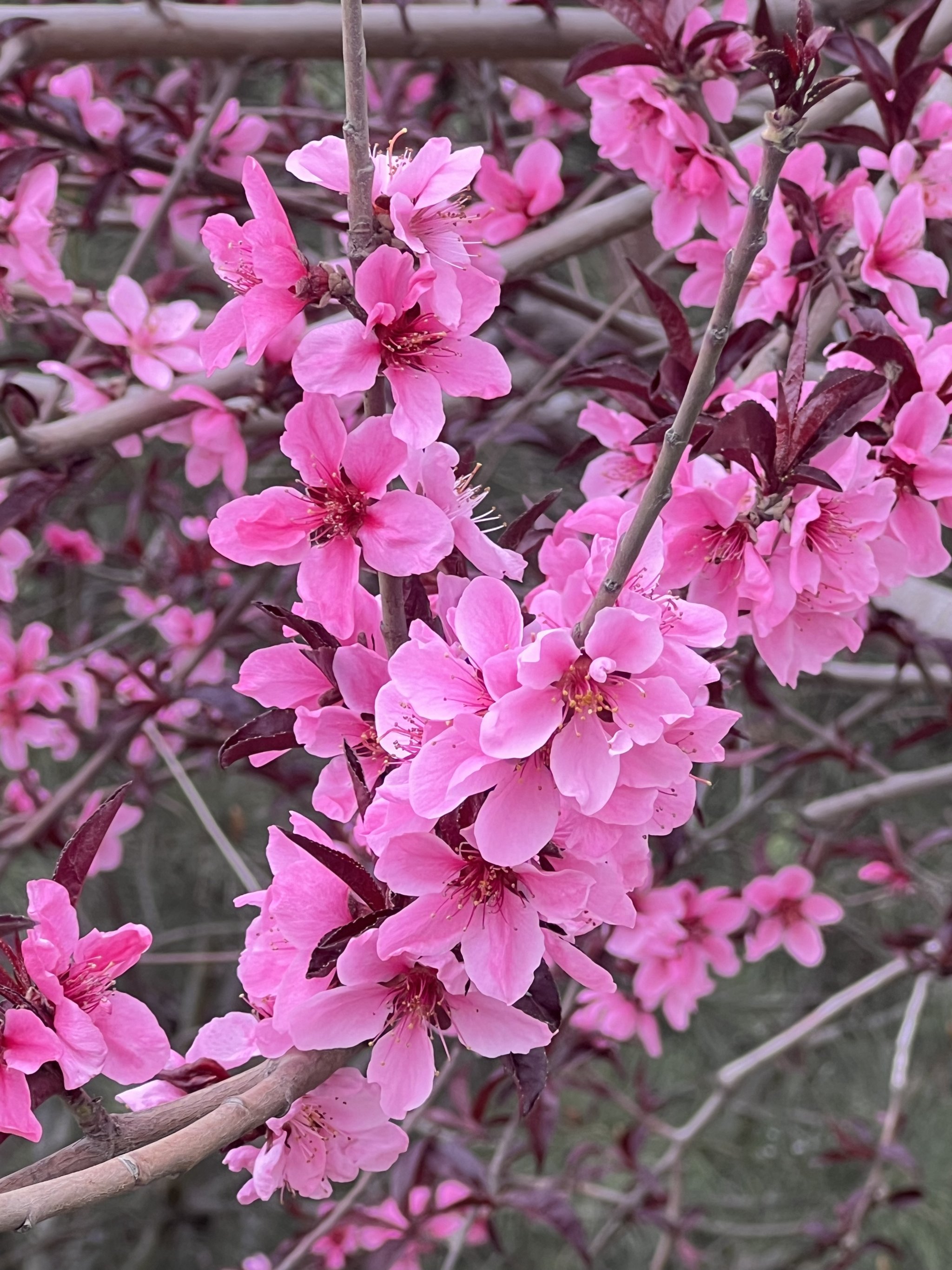 桃花开好运来图片图片