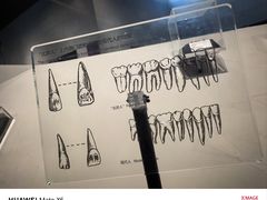 -北京周口店北京人遗址博物馆
