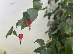 -东梓关景区村庄