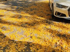 -三里屯东五街银杏大道