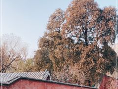 -泰山风景名胜区-普照寺