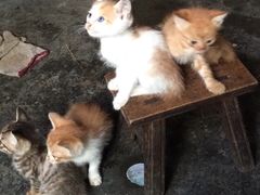 iphone_upload_pic-肇兴侗寨