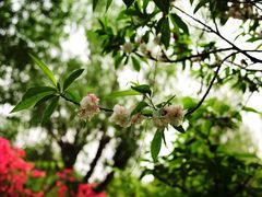 -南汇桃花村