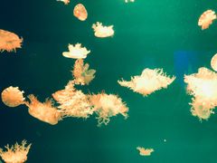 -福州罗源湾海洋世界旅游区