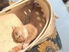 -平行世界·猫咖(首经贸店)