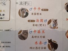 -猫小主咖啡·猫咖cat cafe(福田店)