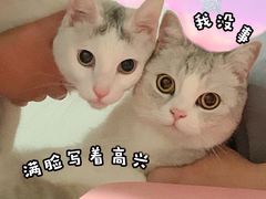 -桐香园小笼包(百井坊巷店)