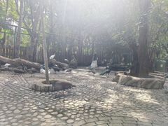 -西双版纳傣族园