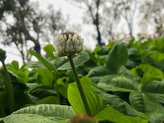 -春花秋色城市公园