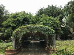 -瑞丽独树成林风景区