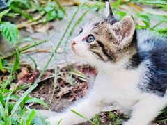 -海边的猫和咖啡馆