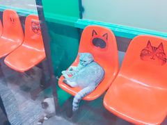 -猫咪博物馆(顶澳仔猫街店)