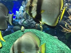 -瑞普利水族馆