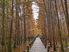 -桤木河湿地公园